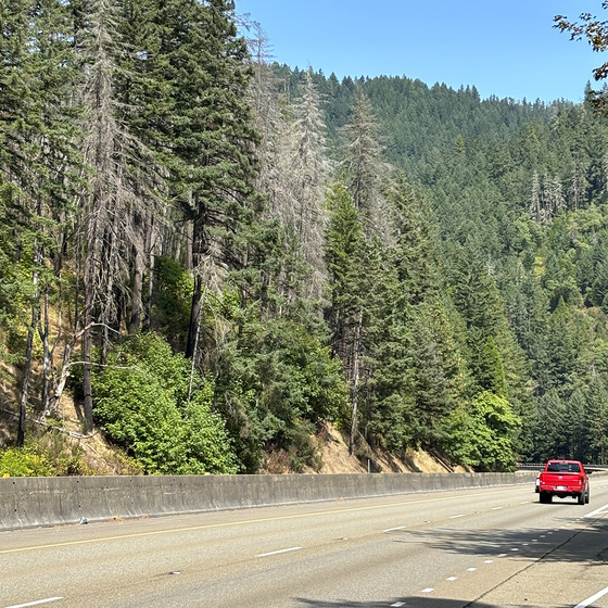 Hazard trees along Interstate 5