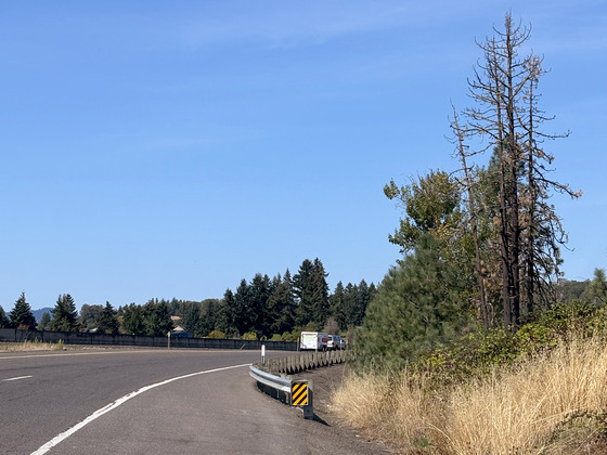 Hazard tree along Interstate 5