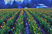 Tulip field with assorted colors