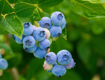 image of a bunch of blueberries
