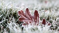 Frosted brown leaf