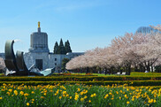 Oregon State Capitol - Cherry Blossoms