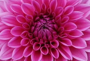 Close Up of Pink Dahlia