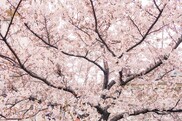 cherry blossom tree full of pink blossoms