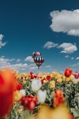Oregon spring tulips in bloom with hot air balloons above 