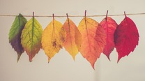 Hanging_Colorful_Leaves