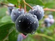 Close up of a huckleberry