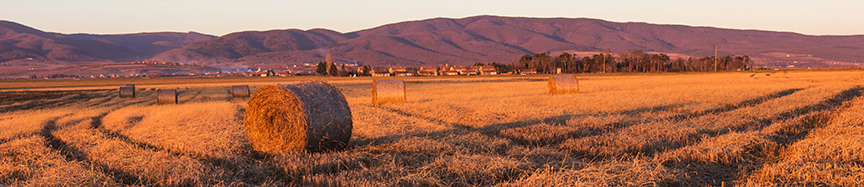 DL Newsletter Header 1 - Fall 2023