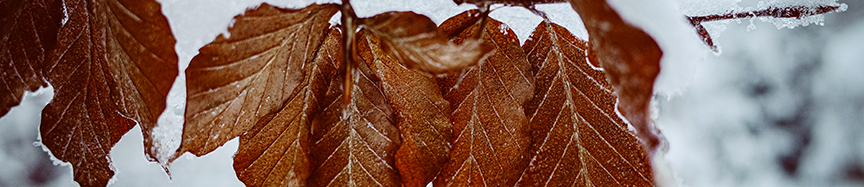 Photo by Andreas Schnabl : https://www.pexels.com/photo/brown-leaves-on-a-branch-and-snow-19216158/