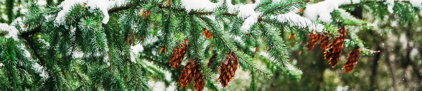 COOL January Newsletter - Header Image 02