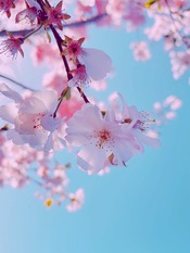 cherry blossoms blooming on tree branch