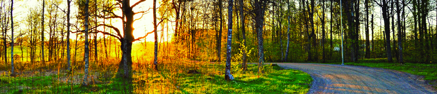 DL Newsletter Header #1