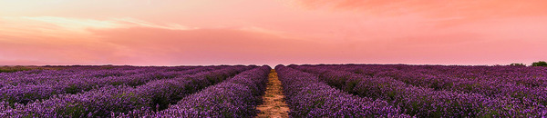 Spring Header Image 03