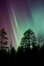 northern lights sky with tree silhouettes