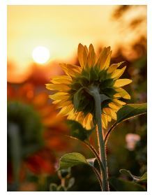 Sunflower in a field