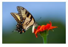 Oregon Swallowtail Butterfly