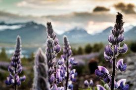 purple flowers with mountain background