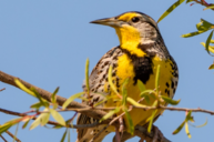 Western Meadowlark