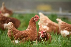 Photo of farm chickens