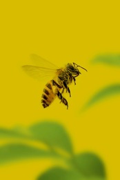 Bee with a yellow background 