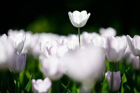 White flower standing out