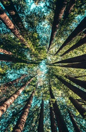 looking up through trees