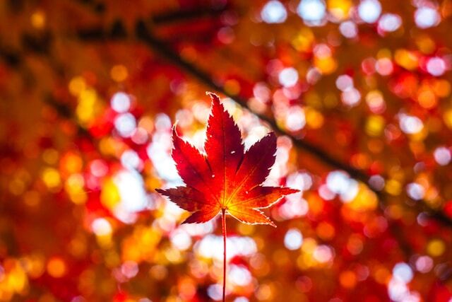 Red maple leaf