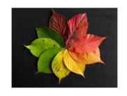 Colorful fall leaves in a circle