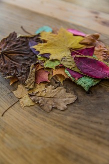 leaves on a table