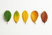 Leaves for CHange