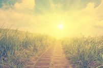 Pathway through field with sun shining