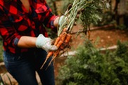 fresh carrot