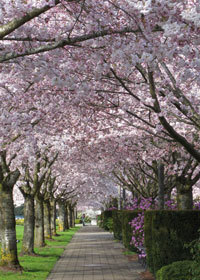 Spring cherry trees