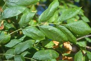 Oregon Ash leaf