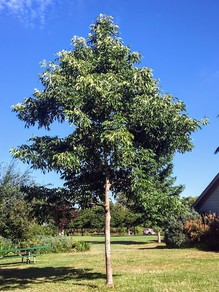 Green ash tree located in Bush Park.