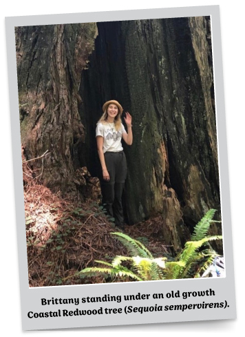 Brittany Under Redwood Tree