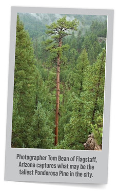 Tall Arizona Ponderosa Pine