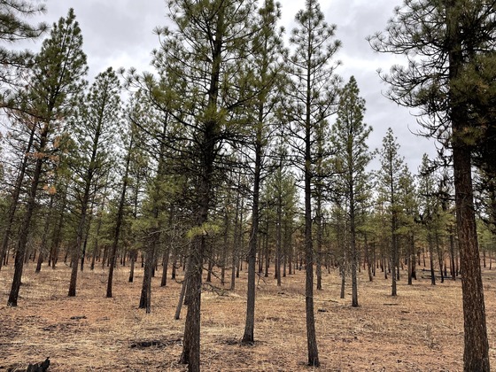 Kahler Dry Forest Restoration Project