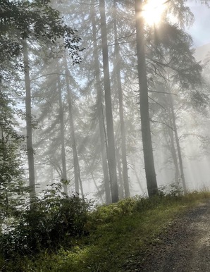 Foggy forest