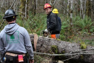 foresters using chainsaw to cut down tree