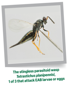  parasitoid wasp