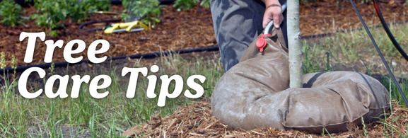 Tree Care Tips