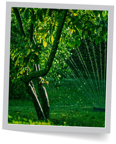 Sprinkler Watering Trees