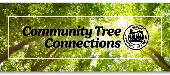 Header Image Summer Tree Canopy