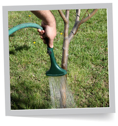 Watering Tree