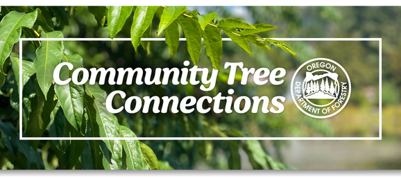 Header Image of Ash Tree