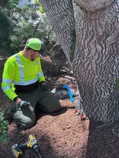 Salem is treating ash trees in good condition to protect them against emerald ash borer.