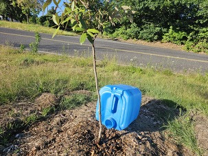Young Tree with water jug