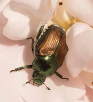 Japanese beetle (Popillia japonica). Photo courtesy of ODA.