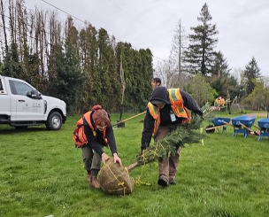 Volunteers planting trees in Centennial neighborhood